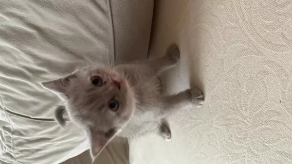 Scottish Fold Kedimiz