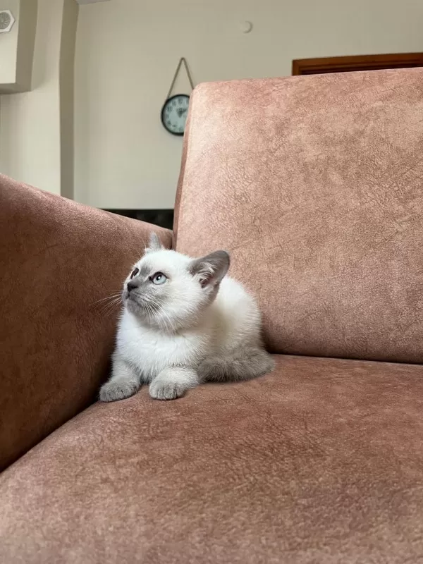Blue Point Erkek British Shorthair