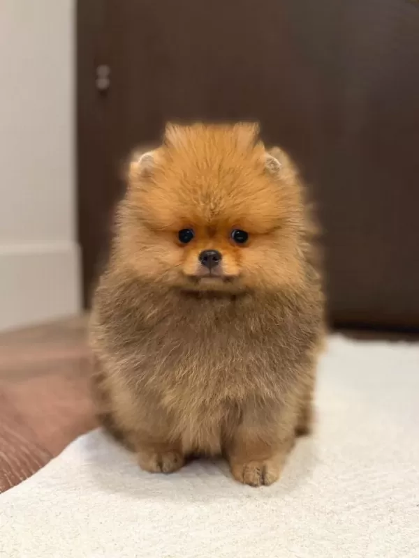 Pomeranian Boo Ayı Surat Yavrularımız