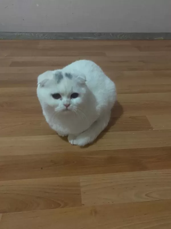 Scottish Fold Kedilerimiz