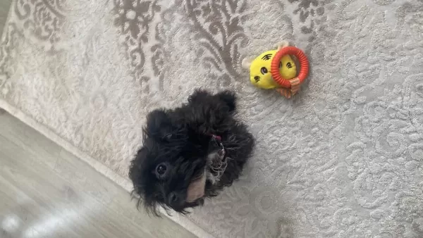 Maltipoo Kızım Lina (ücretsiz Kedi Maması Karşılığında)