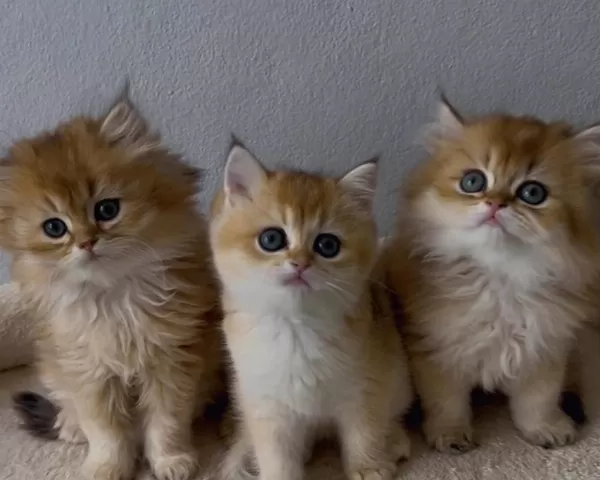 British Shorthair Ve Longhair Yavrular
