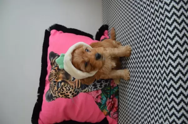 Ev Doğumu Maltipoo Bebişlerim Yeni Yuvasını Arıyor