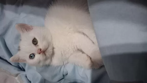 British Shorthair Yeni Yuvasına Gitmeye Hazır Dişi Yavrumuz