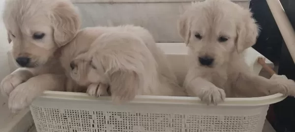 Sağlıklı Golden Retriever Yavruları