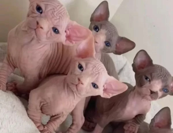 Sphynx Sfenks Yavrular