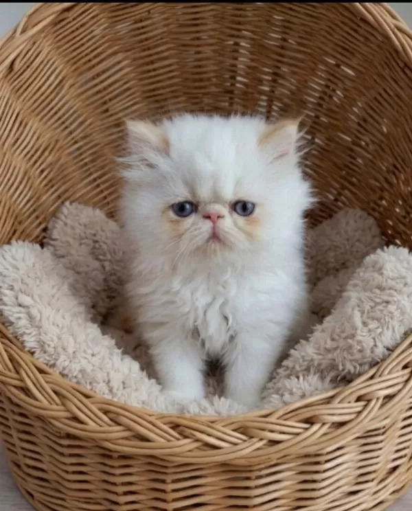 Safkan Red Point İran Persian