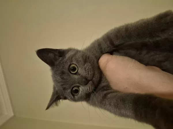 Erkek British Shorthair Yavrumuz Yeni Yuvasini Ariyor