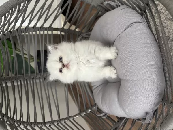Peluş Tüylü British Longhair Dişi