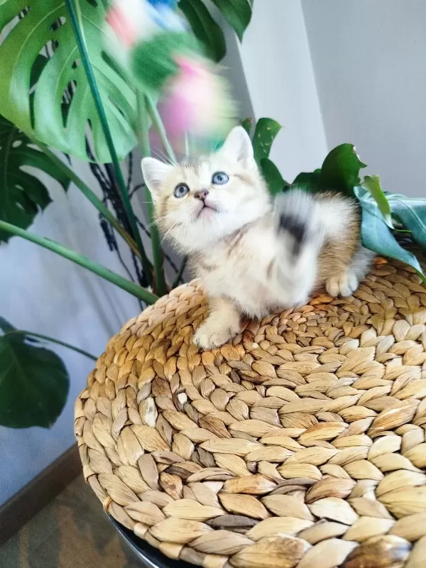 6 Haftalık Yavru Kediler