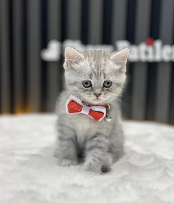 Safkan İrk British Shorthair Silver