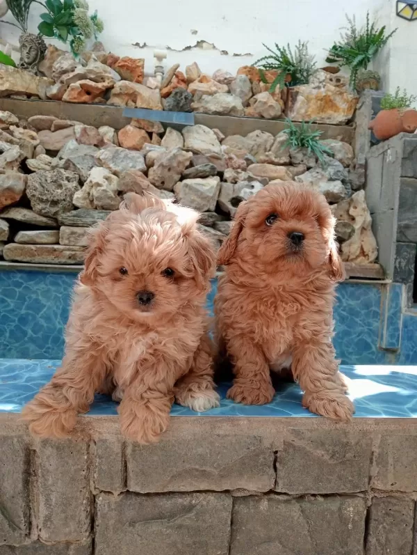Maltipoo Yavrularımız