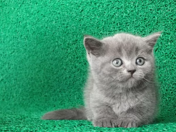 Yuvarlak Kafa Gri British Shorthair