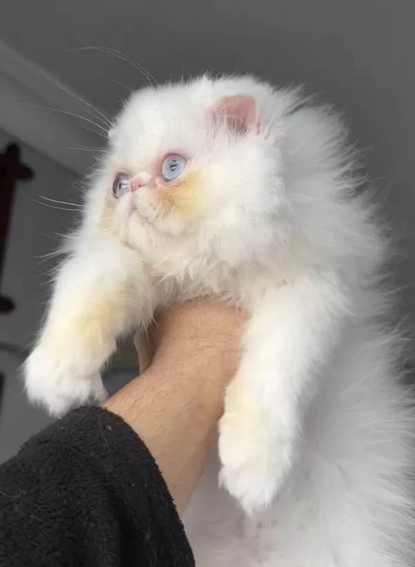İran Persian (mükemmel Kalite)
