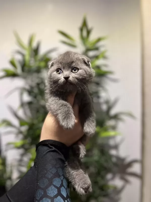 Scottish Fold Gri Yavrular