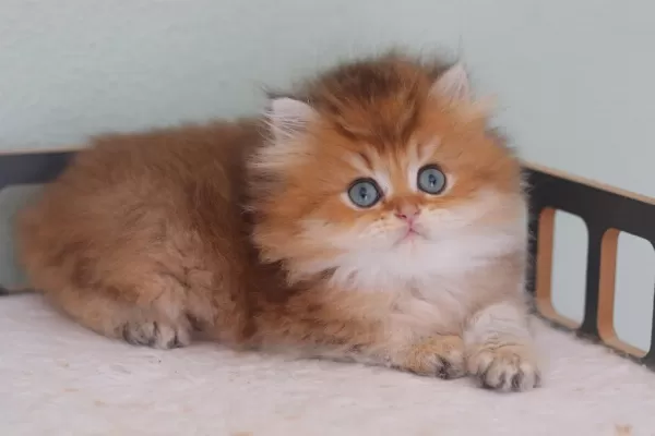 Safkan British Longhair Erkek