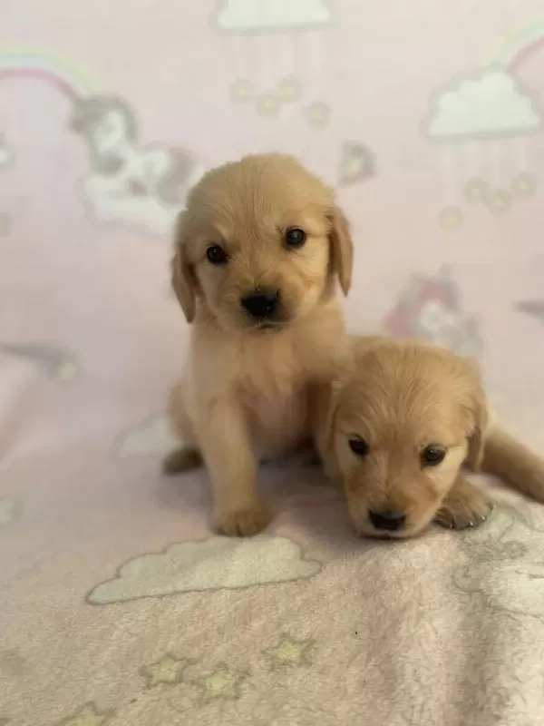 Golden Retriever Bebeklerim Yeni Yuvasını Arıyor