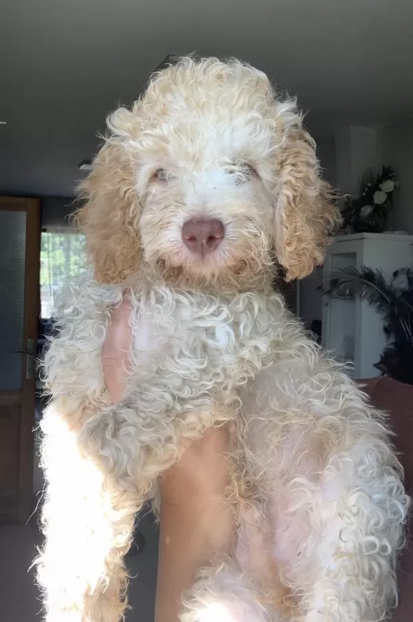4 Aylık Maltipoo Oğluma Yeni Yuva Arıyorum