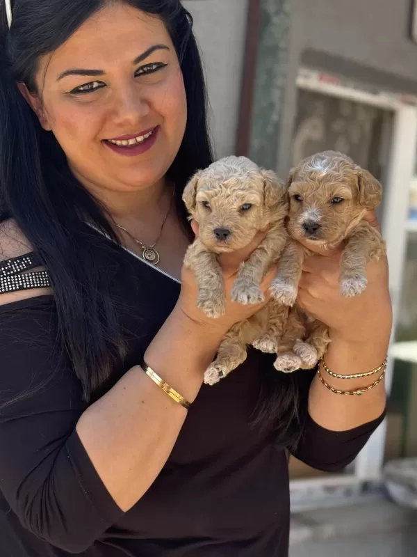 Ufacık Maltipoo Yavrularım
