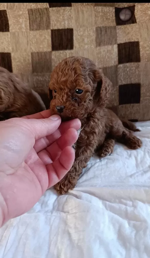 Ev Üretimi Kore Ve Kore Kan Toy Poodle Bebekler Çorlu