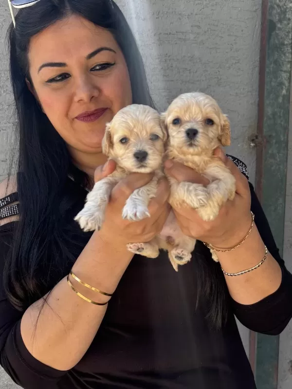 Ufacık Maltipoo Yavrularım