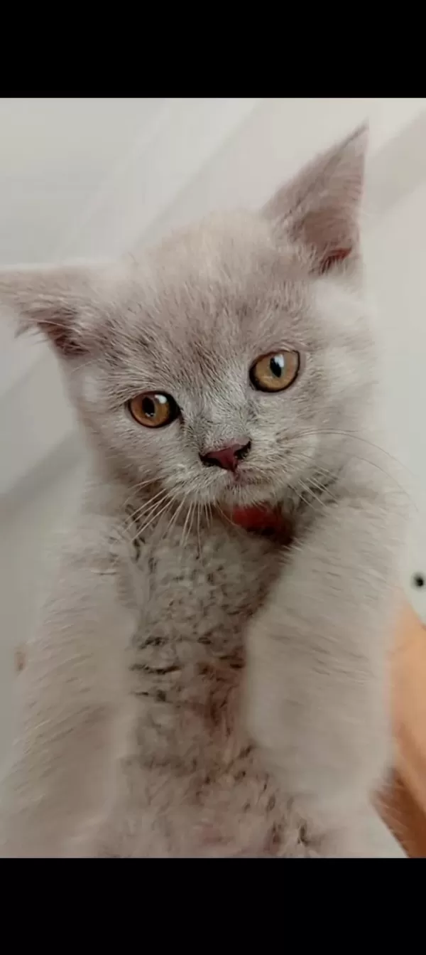2 Aylık Kediler Yeni Yuvalarını Arıyorlar