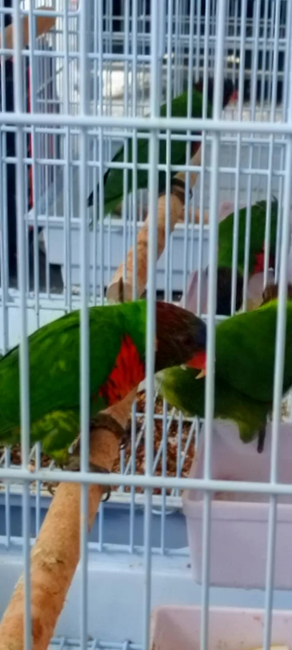 Lori Papağanımız Sizlerle