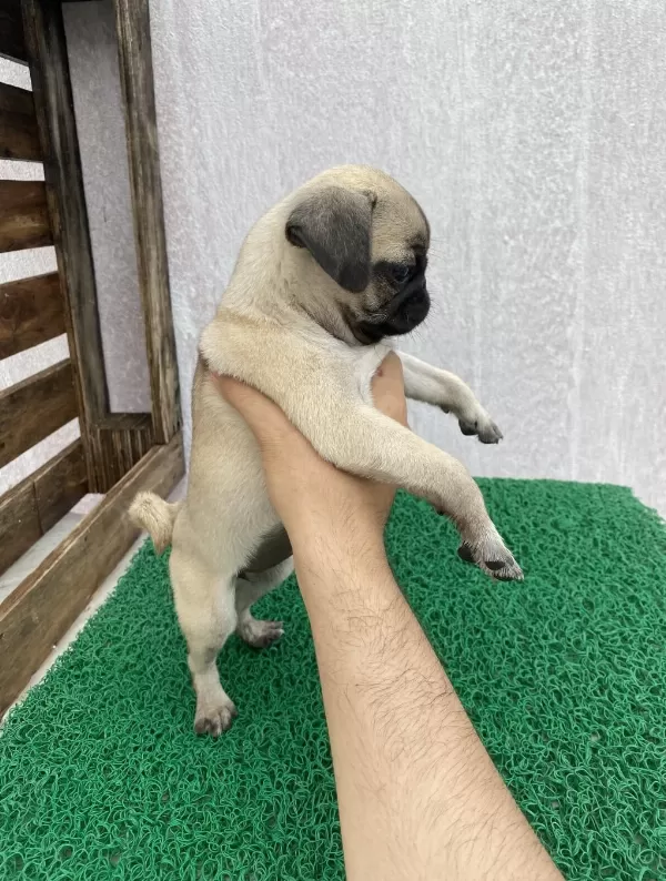 Pug Mops Yavrular Sıfır Burun Gül Kuyruk