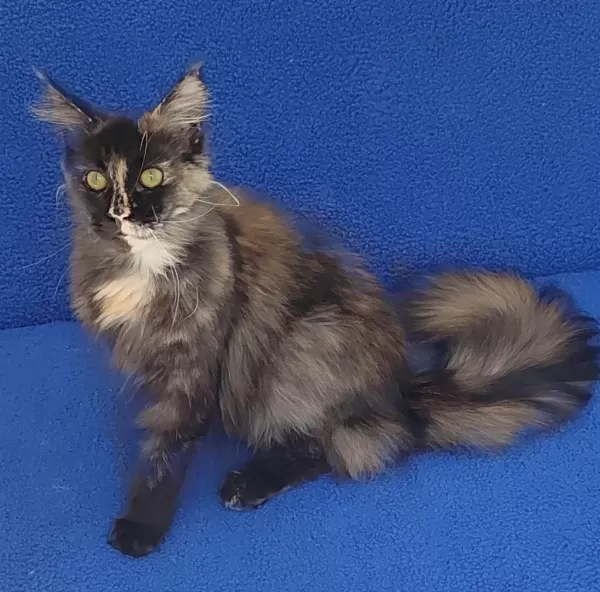 Süper Dişi Maine Coon Kaçmaz Güzellik