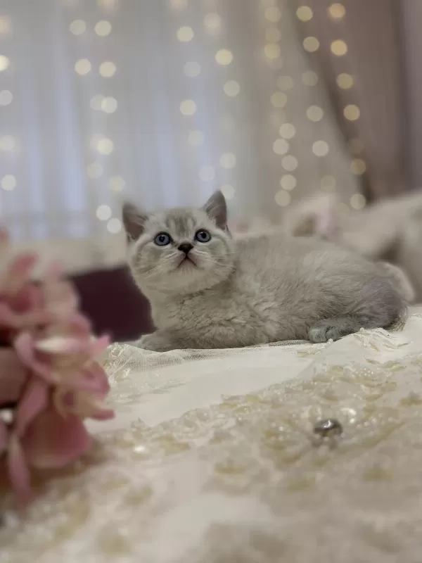 British Shorthair Bebek Kediler