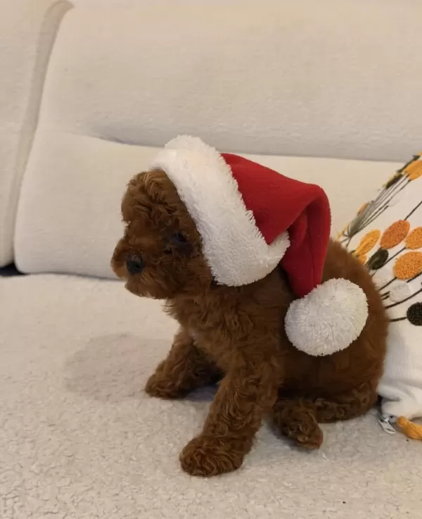 Kore Kan Toy Poodle Yavrumuz