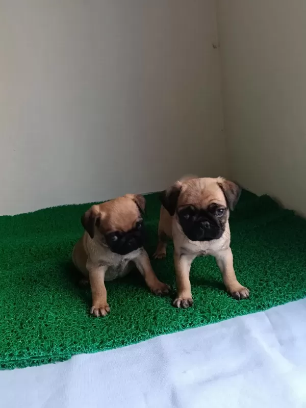 Pink Taşıyıcı Pug Yavrularımız