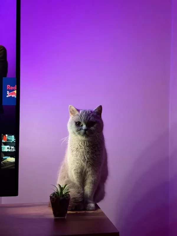 British Shorthair Sağlıklı