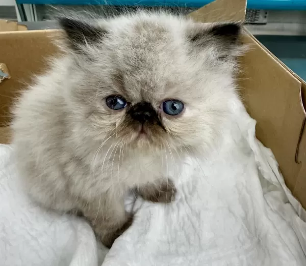 İran Persian ( Show Kalite )
