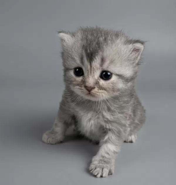 British Longhair Yavrum