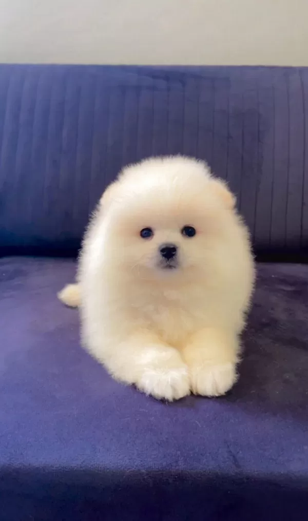 A Kalite Pomeranian Boo Yavruları