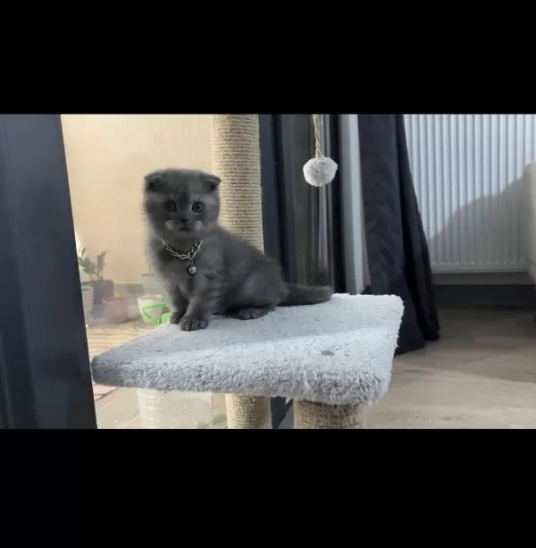 Scottish Fold Erkek Kedimiz Sahiplenilmeyi Bekliyor