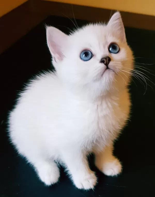 Mükemmel British Shorthair Bebişler