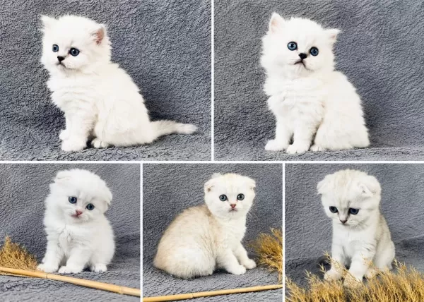 Scottish Fold Silver Bebekler
