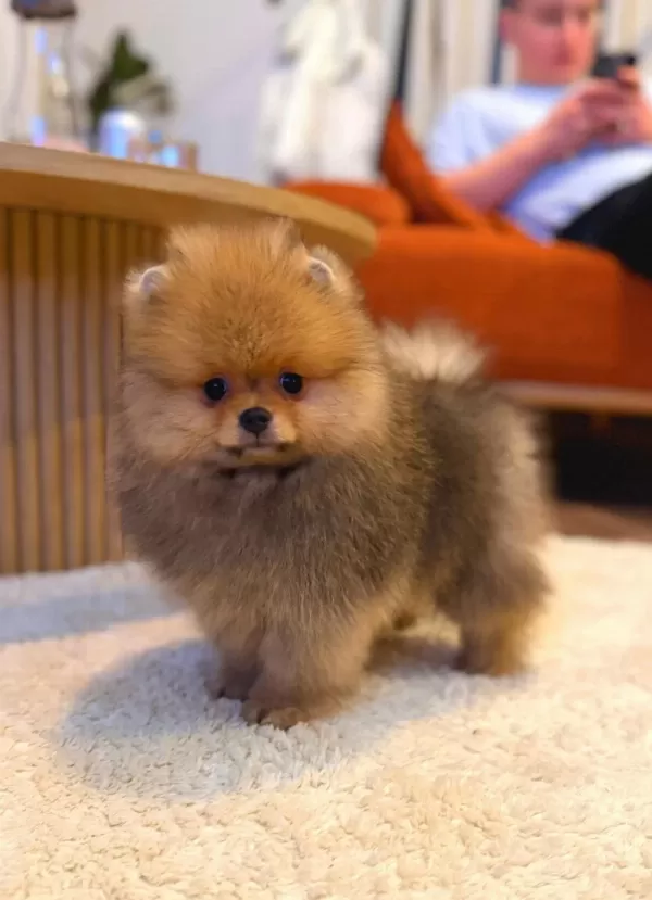 Pomeranian Boo Ayı Surat Yavrularımız