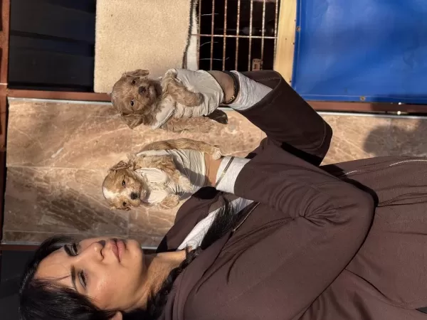 Maltipoo Bebeklerimiz