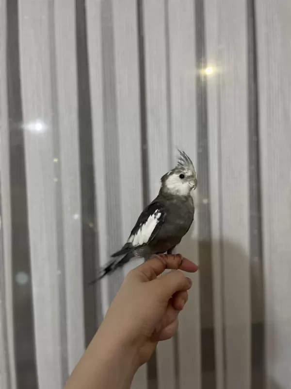 Sultan Papağanı Sekiz Aylık