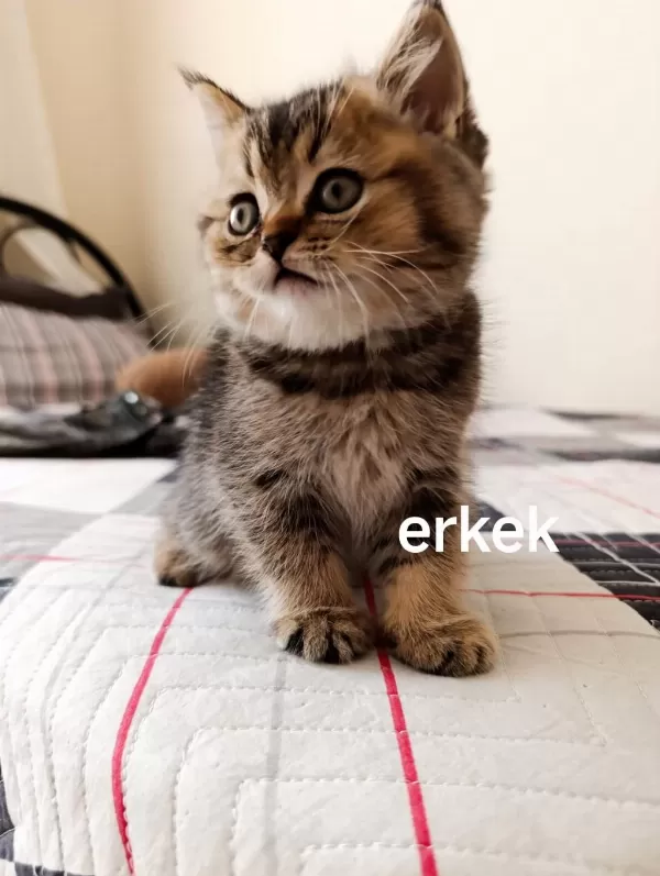 Beyaz Ve Golden Kısa Tüylü British Yavrularım