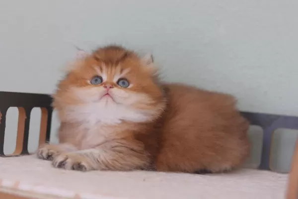Safkan British Longhair Erkek
