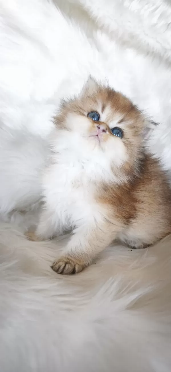 Ny25 Dişi British Longhair