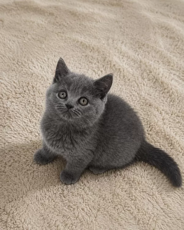 Muhteşem British Shorthair Blue Bicolor Golden Yavrular