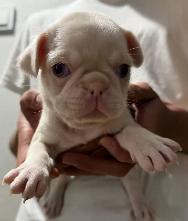 Renk Cümbüşü Gülkuyruk Pug Köpekler