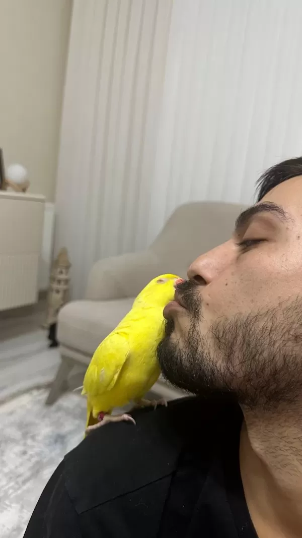 Alana Hayırlı Olsun Pakistan Papağanı