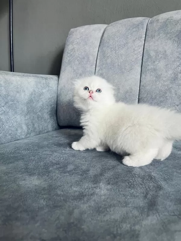 2 Aylık Uzun Tüylü Scottish Fold - Full Şecereli