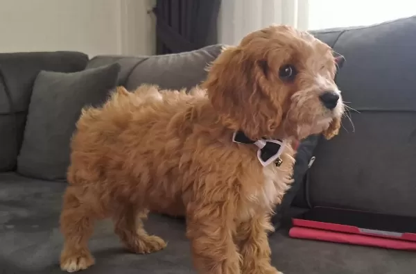 Çok Tatlı Maltipoo Yavrusu
